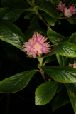 Clethra alnifolia 'Ruby Spice' RCP8-09 17112.jpg